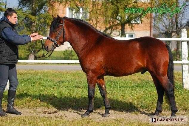 Klacz huculska 2025, hucuł, kuc.