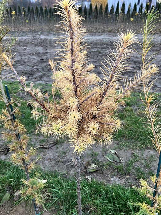 modrzew zwisający pendula  kulisty szczepiony