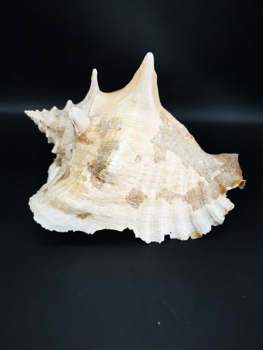 Muszla ozdobna duża NR10