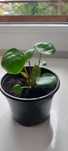 kwiat pieniążek- Pilea w doniczce produkcyjnej o szer 8 cm