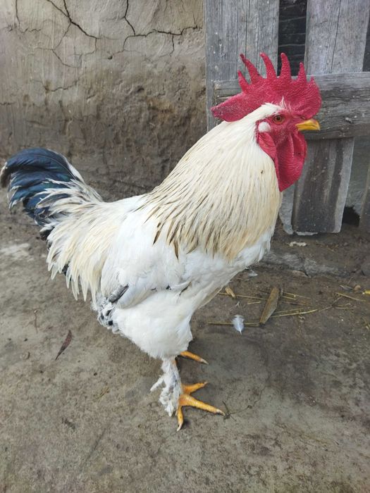 Обмін на бараболю різну моїх півнів, на зерно, крупи, курочок, а тако