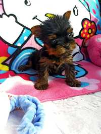 Yorkshire Terrier prześliczna miniaturowa suczka