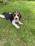 Beagle  macho tricolor Top