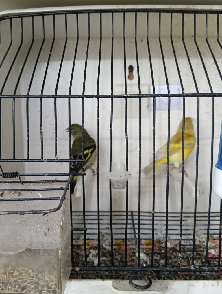 Magelanicos diluído