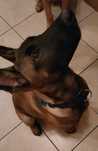 Owczarek belgijski Malinois