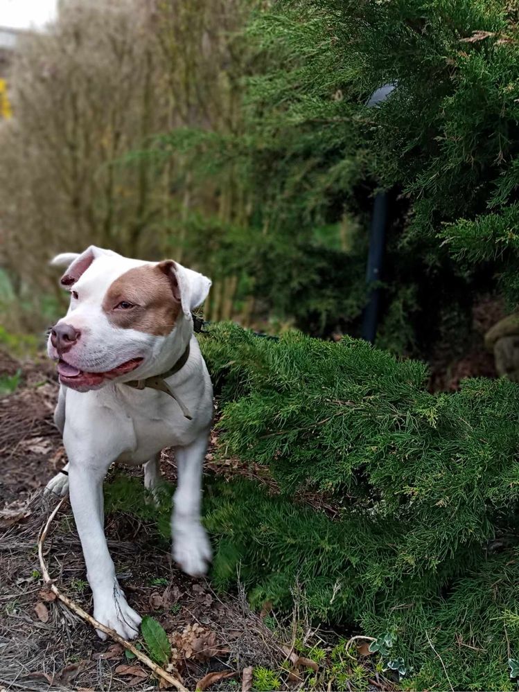 Dino Szuka Domu Tymczasowego z Możliwością Stałej Adopcji!