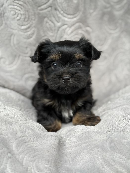 Mini York -yorkshirre terrier