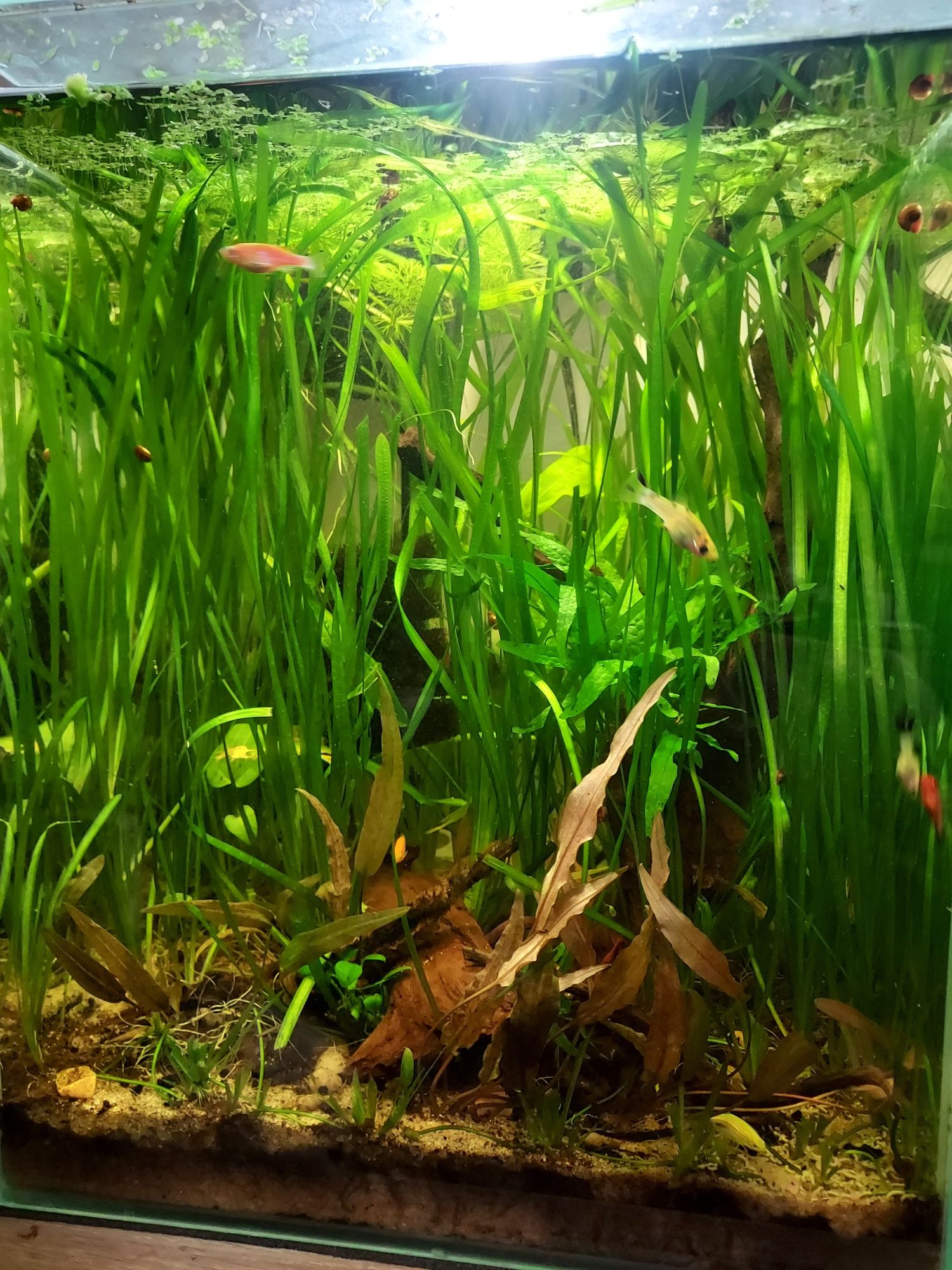 Akwarium kostka 30litrow - AQUAEL SHRIMP SET