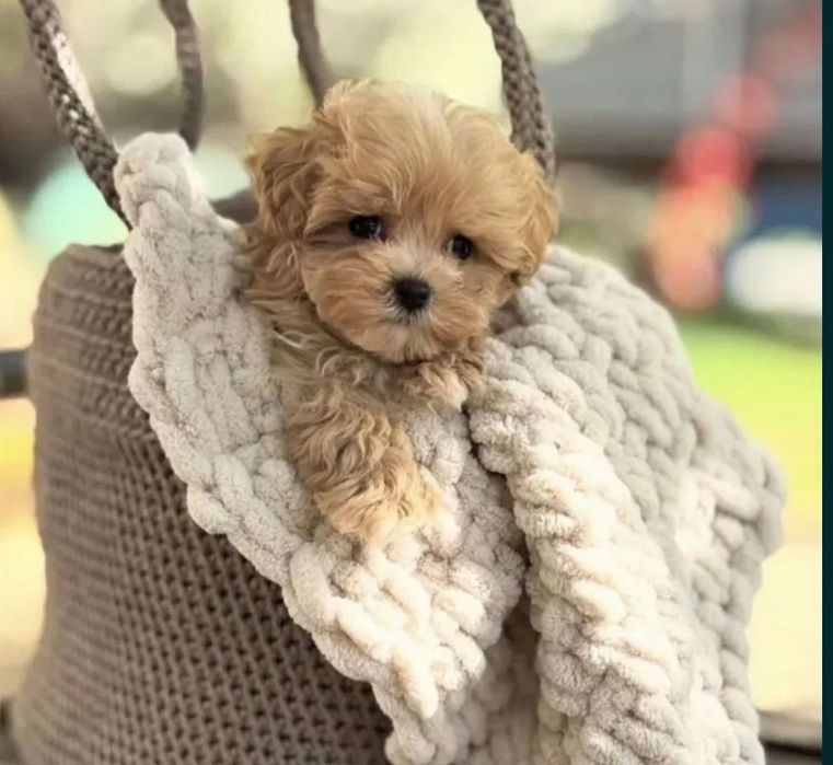 Maltipoo Maltańczyk +pudel toy red Brown chłopiec