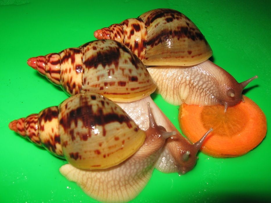 Улитки Сухопутные Ахатины Дети АльборетикиМарт2024 по 60 грн