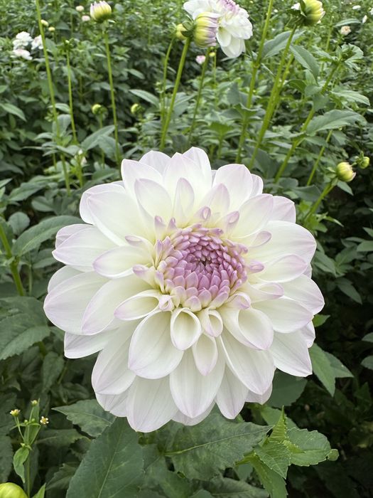 Жоржини Евелін. Георгіни. Коріння