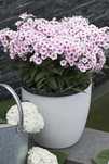 Floks 'Flame® Pro Soft Pink' Phlox C1