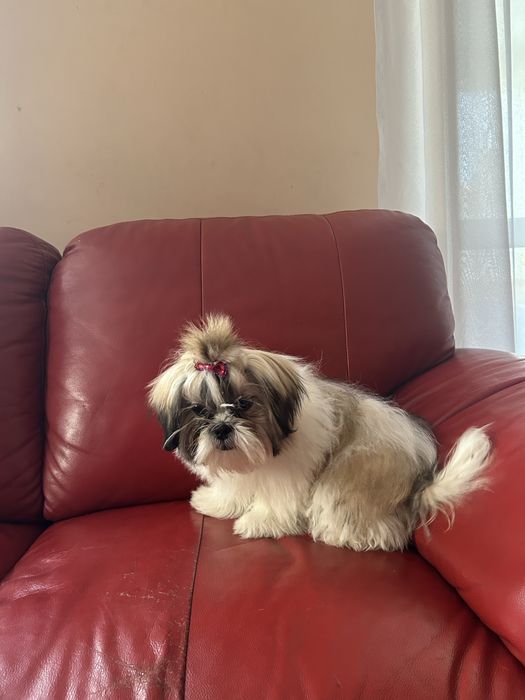 Suczka rasy shih tzu tricolor