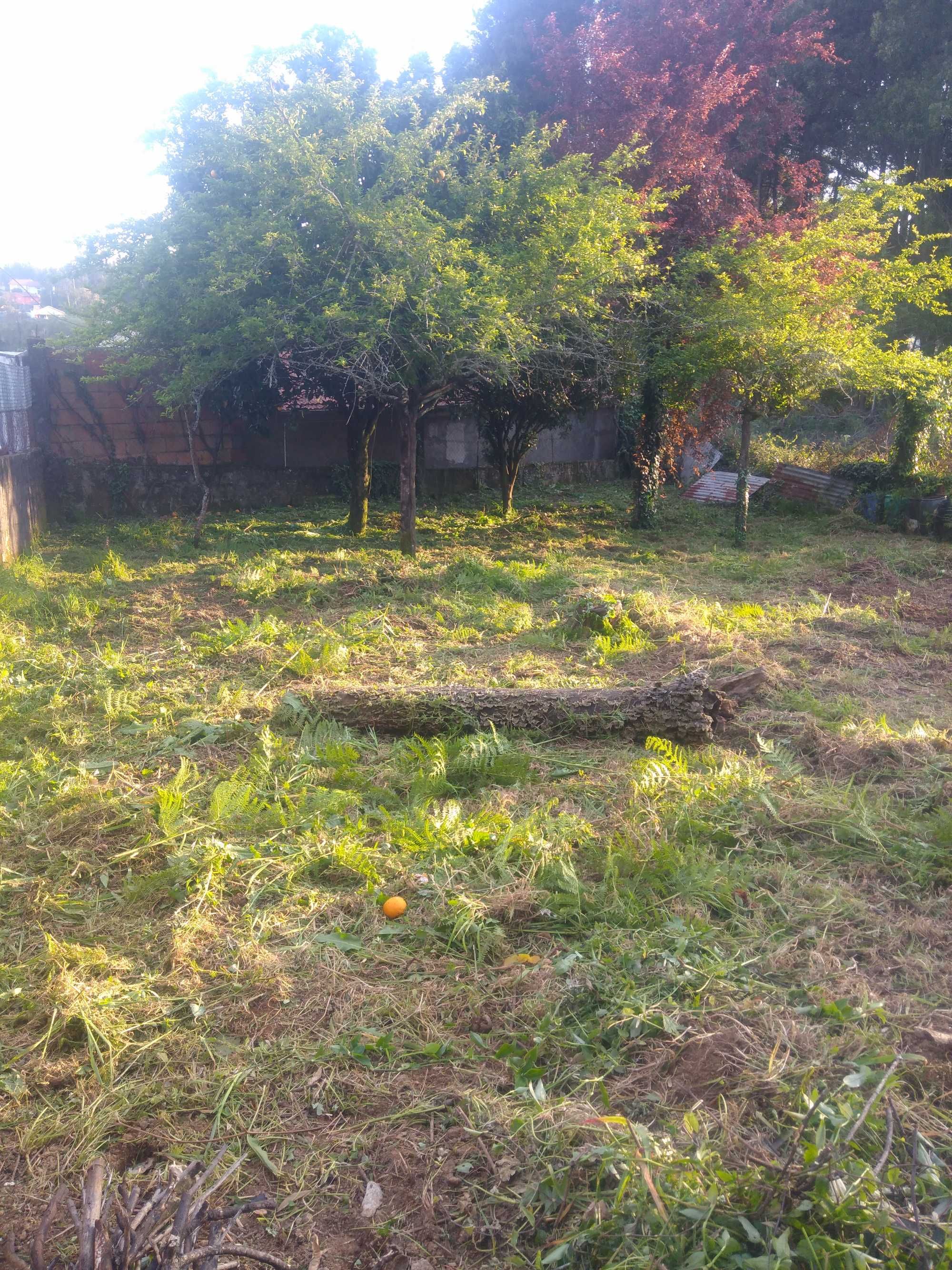 Limpeza terrenos, matas, corte e  poda de árvores