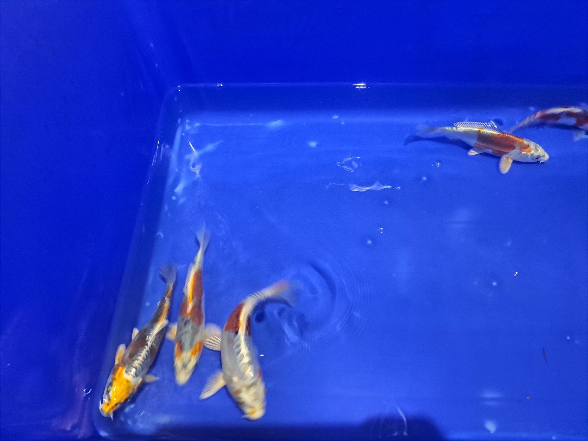 Japonski karp koi