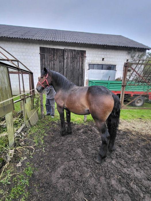 Sprzedam źrebicę zimnokrwistą ( PKZ - Matka SZTUM) 15 miesięcy.
