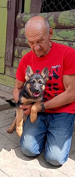 Две роскошные суки из питомника по 2,5 мес.