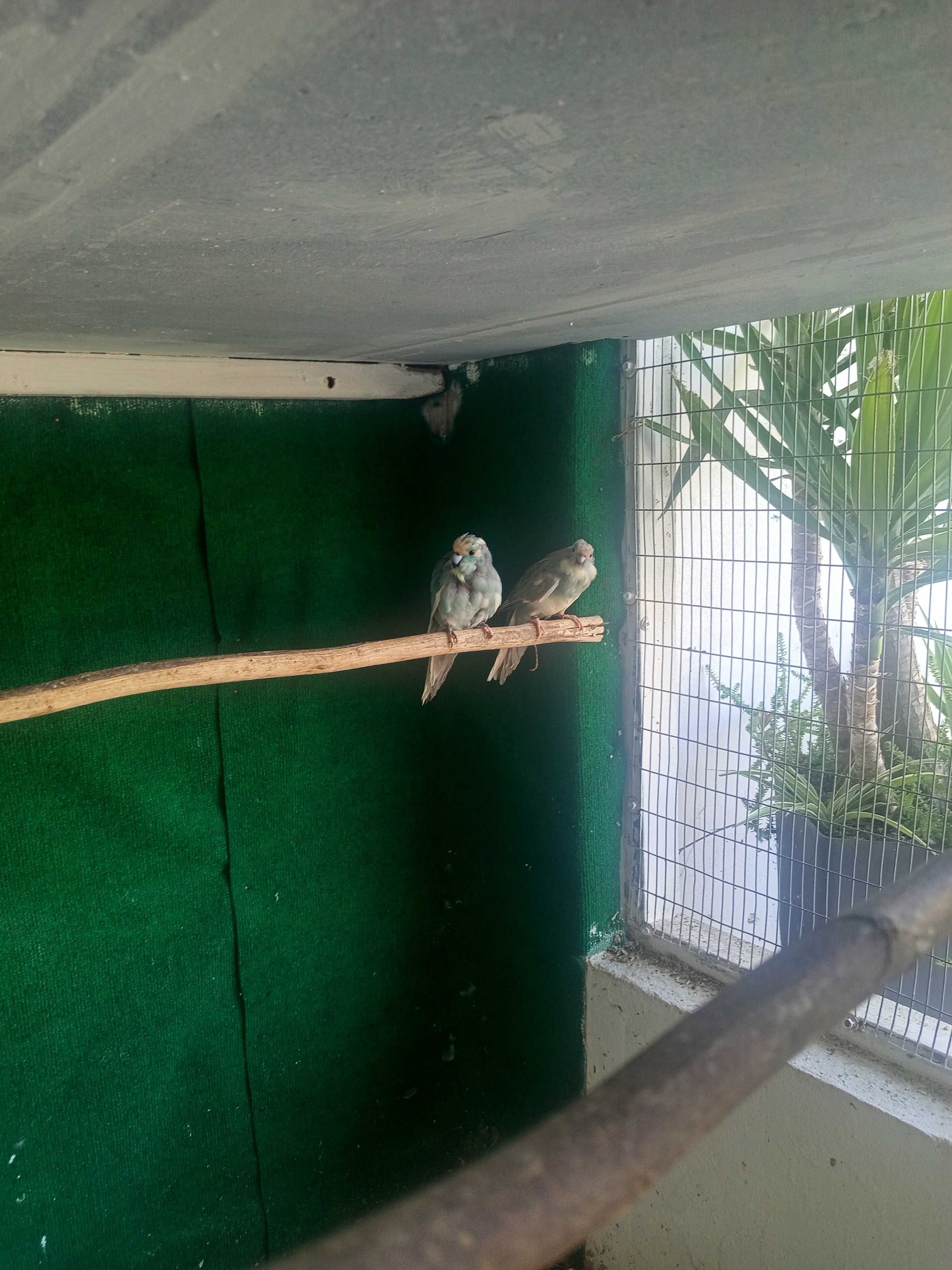 Kakariquis reprodutores