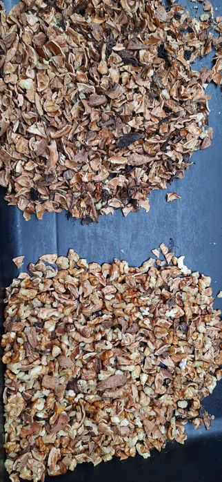 Linia do łuskania orzechów włoskich I laskowych