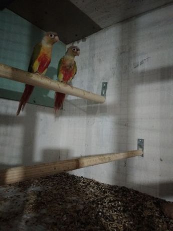 Домики для попугаев