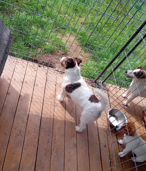 Pies Jack russell terrier reproduktor