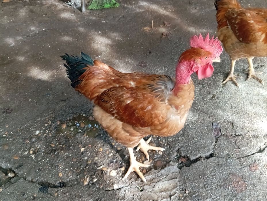 Galos criados ar livre