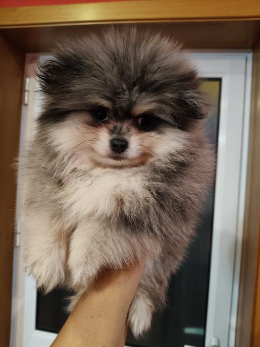 Spitz alemão macho Merle