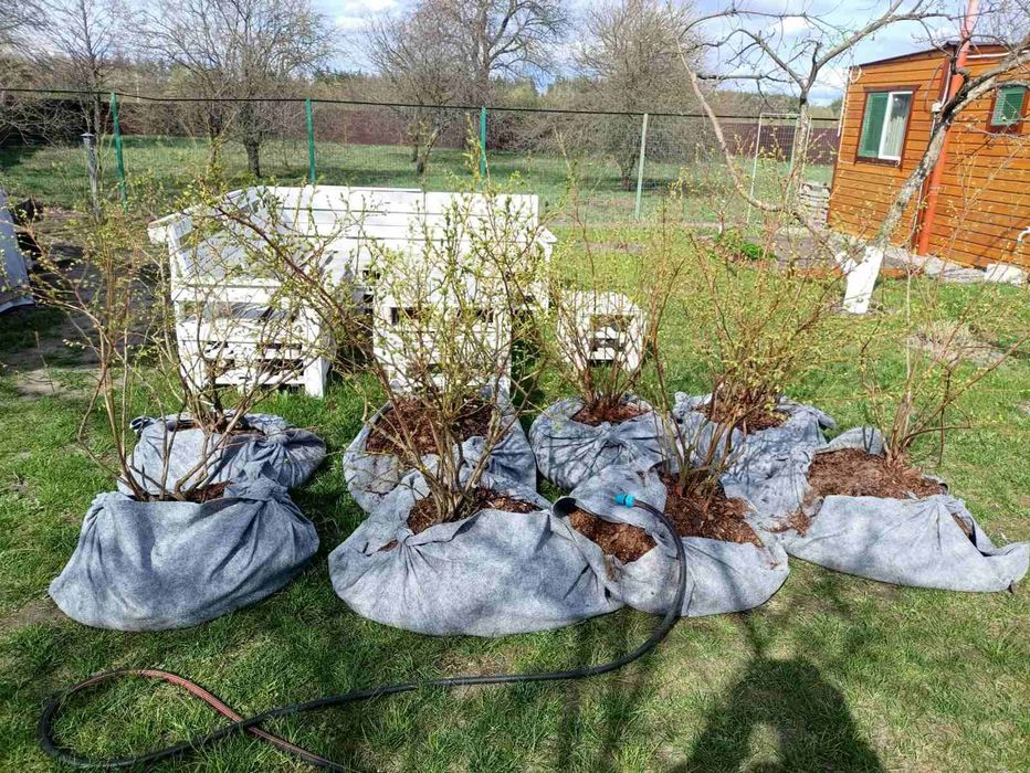 Семирічні кущі лохини >150см висотою