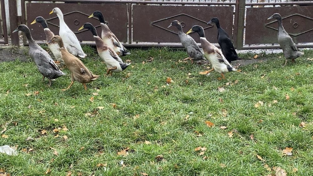 Biegusy indysjkie biegus indysjki pary kaczory