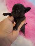 Mini Chihuahua xxxs chłopak