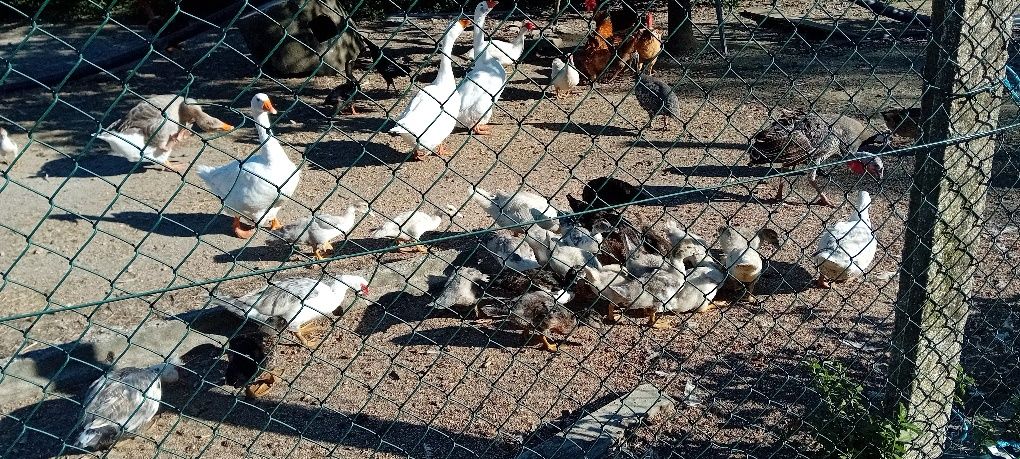 Troco  patos mudos
