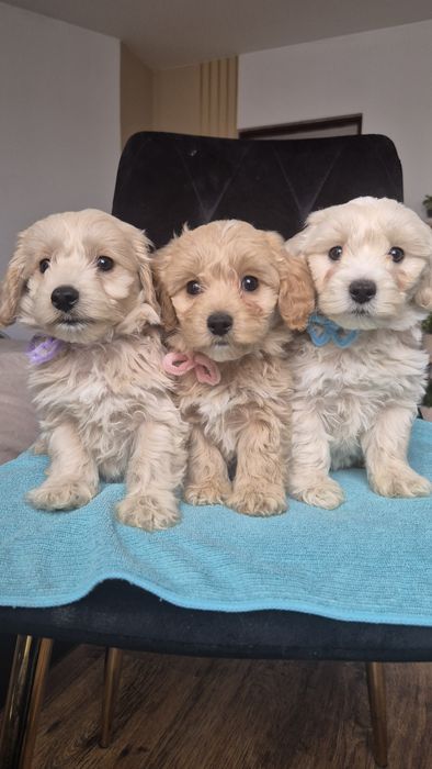 Uroczy piesek Maltipoo szuka kochającego domu!