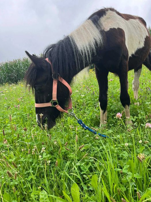 Przepiękna klacz srokata tinker z kucem walijskim