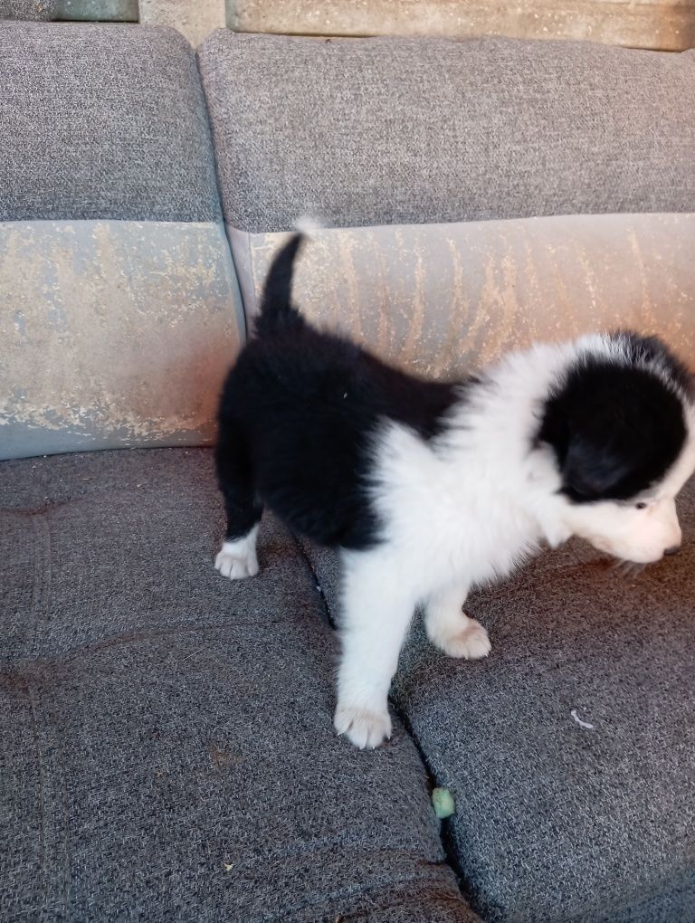 Piesek border collie