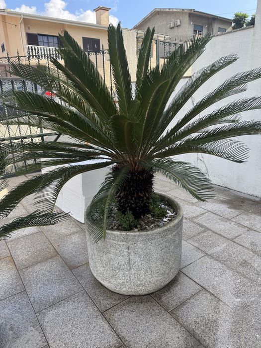 Vaso com planta cica