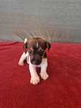 Jack Russel macho  de porte pequeno, oportunidade única.