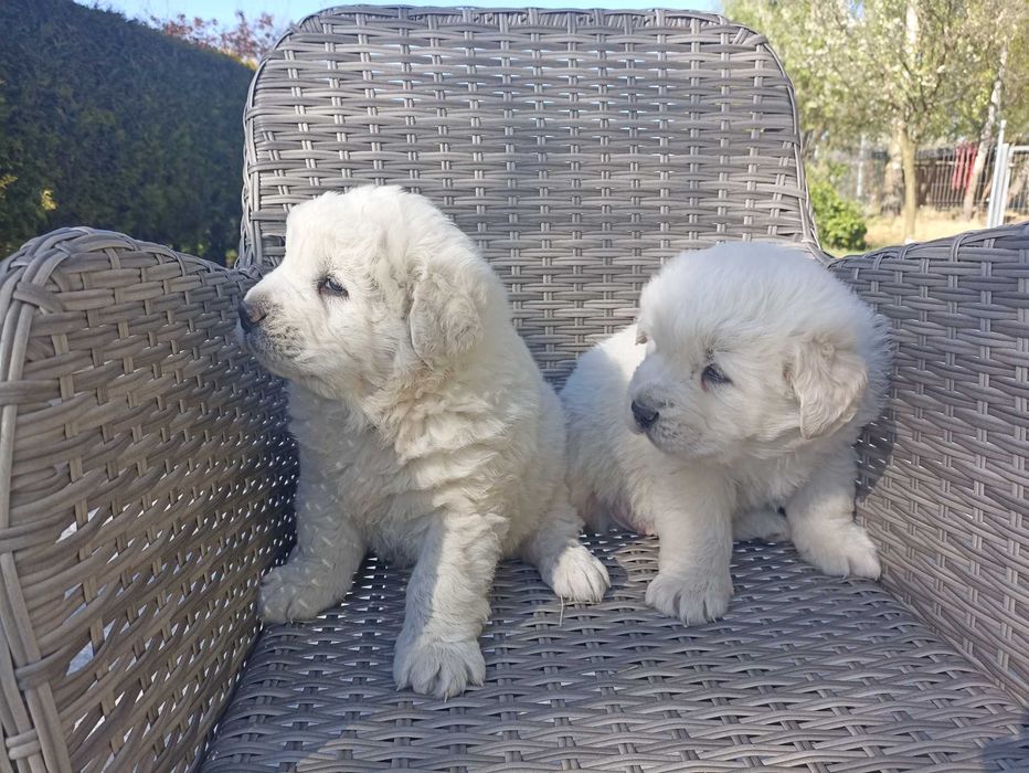цуценята - Піренейська гірська вівчарка
