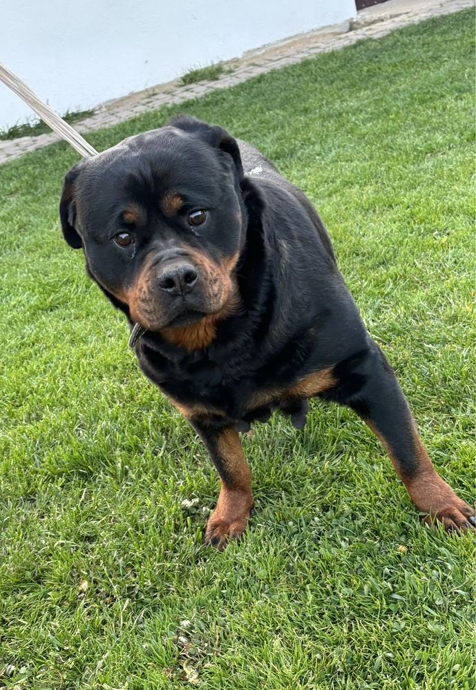 Rottweiler suka