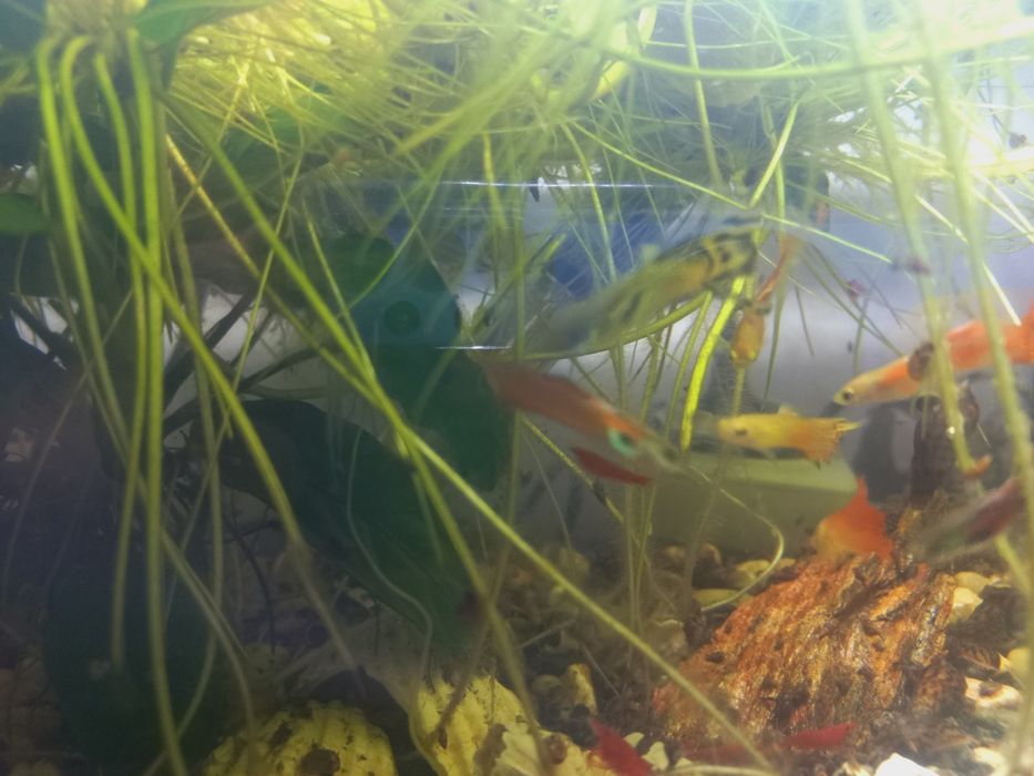 Peixes molly e guppies  de 5-10 mm  e camarão neocardina e buzios