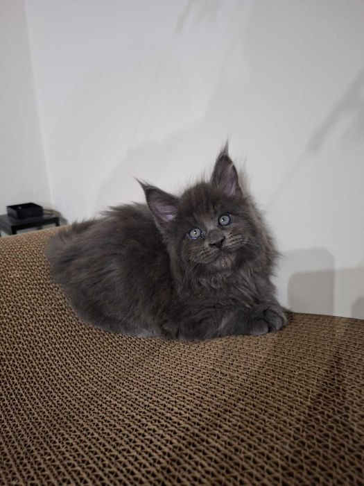 Чекаємо на найкращу родину! Мейн-кун з документами та щепленням