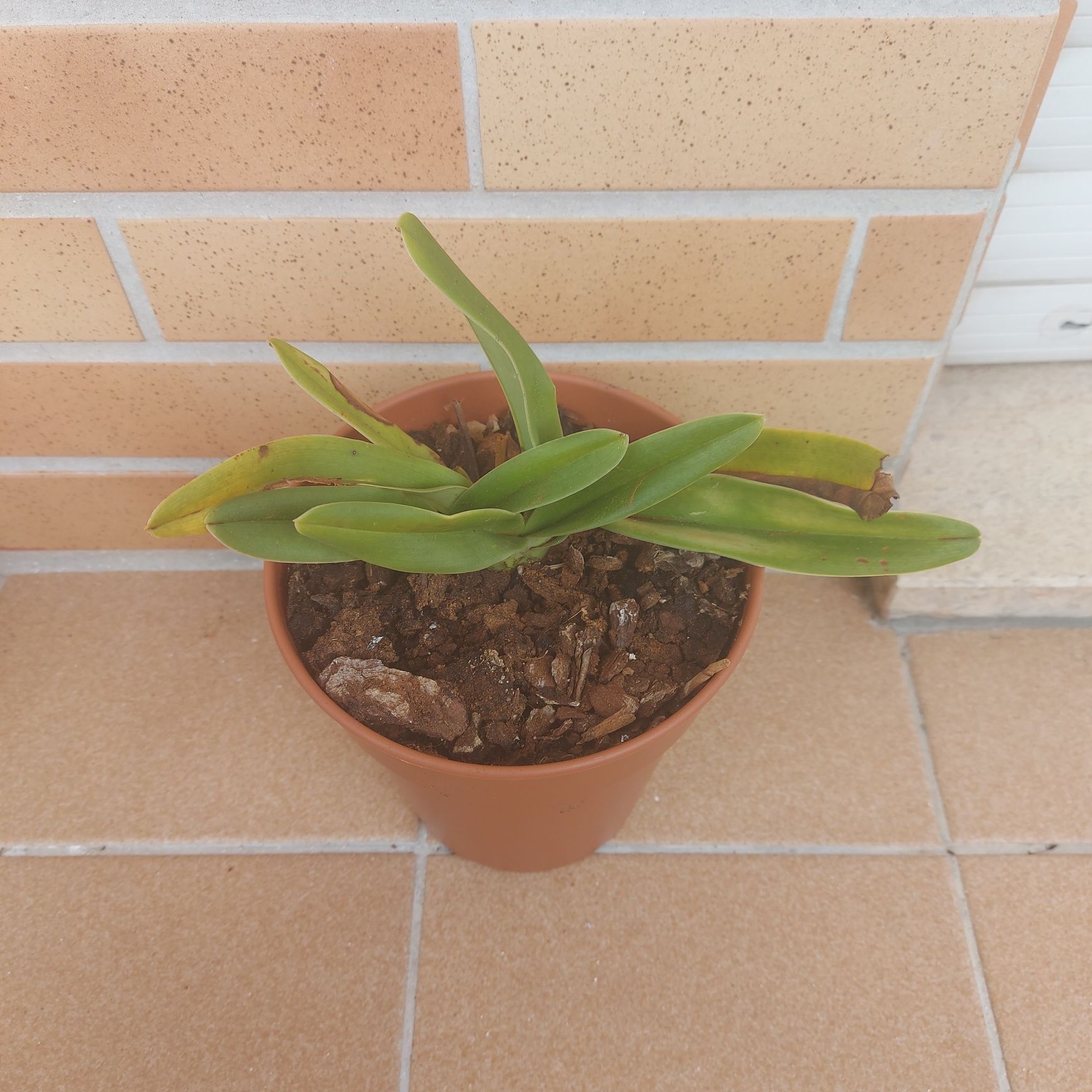 Sapatinhos orquídeas