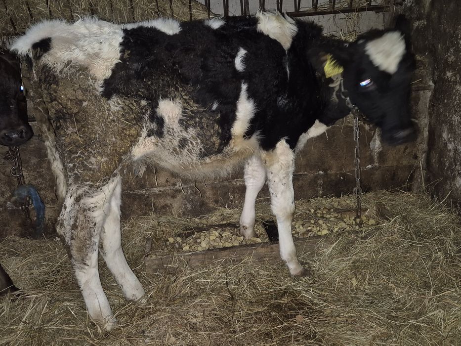 Sprzedam  cielaki byczki I jalowki