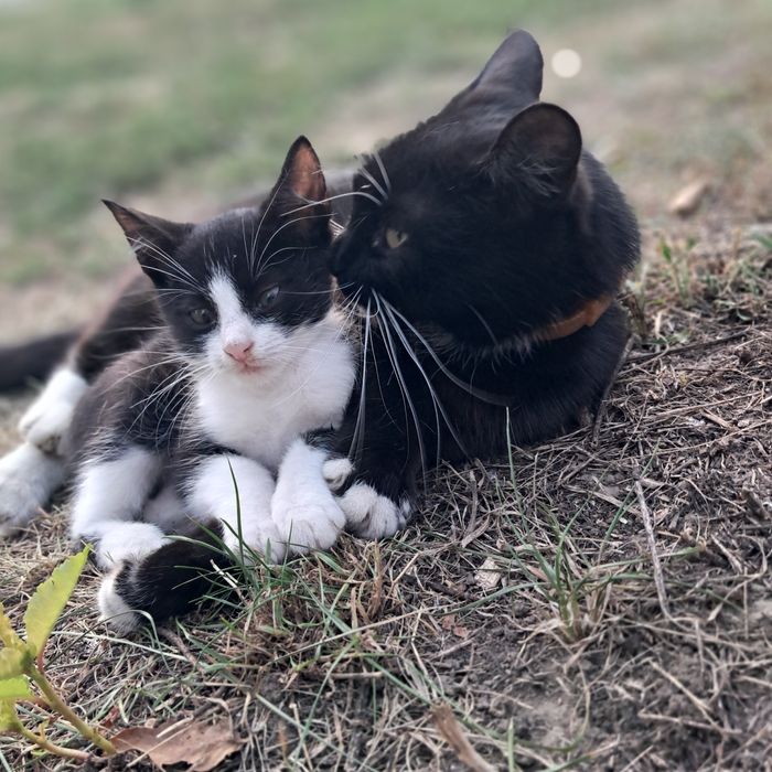 Кошеня шукає дім