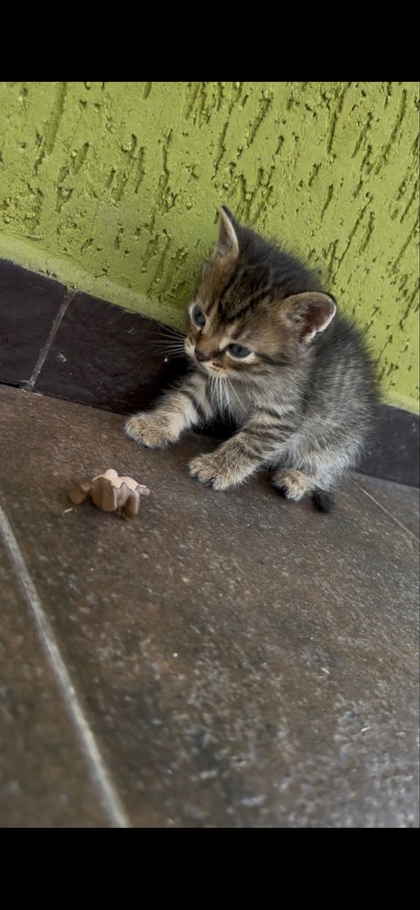 Котики у добрі руки