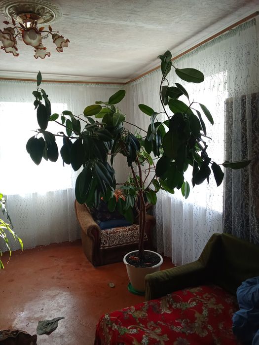 Продам вазон фікус великий 1000 гри.