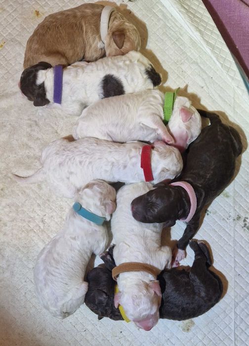 Włoski Pies Dowodny Lagotto Romagnolo ZKwP Oddział Bydgoszcz