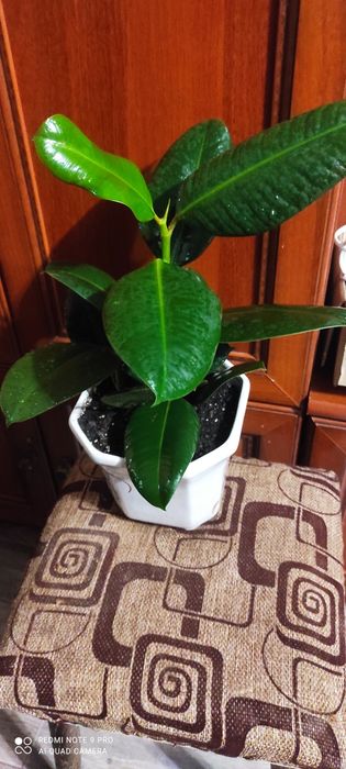 Фикус каучуковый