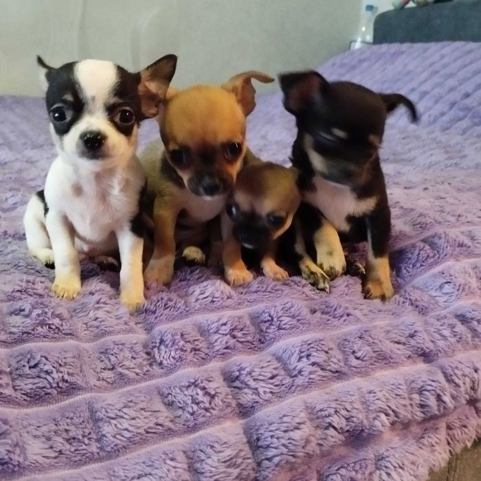 Продам Чихуахуа, дуже грайливі . Народилися 27 серпня