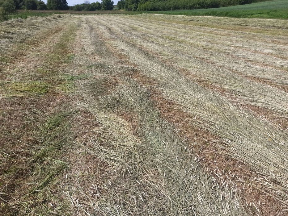 Siano w kostkach 2025           .