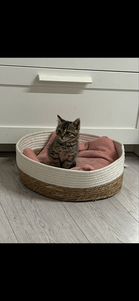 Koty pilnie szukaja domu